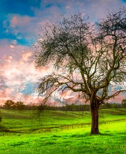 The Old Apple Tree at Dawn