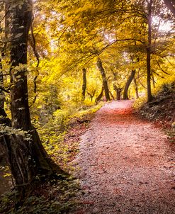 Sunlit Trail