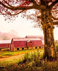 Down On The Farm