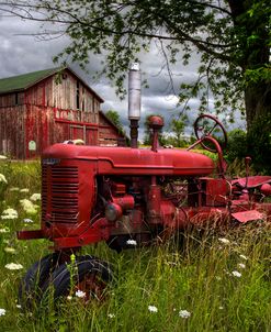 Reds In The Pasture