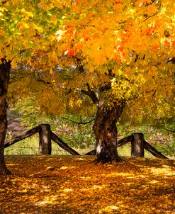 Autumn Maples