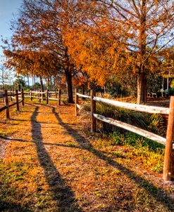 Evening Walk