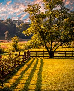 Shadows Along The Fence