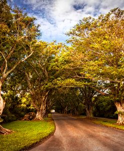 Shady Lane