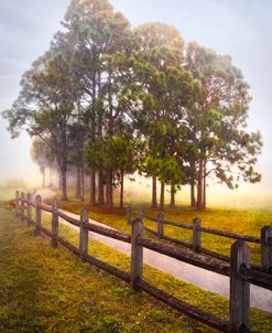 Trees In The Mist