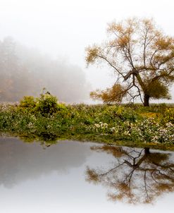 Foggy Reflections Landscape