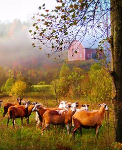 Autumn Sheep