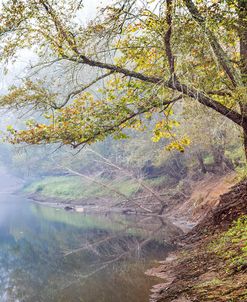 Misty Trees