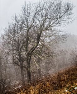 Skeletons in the Fog