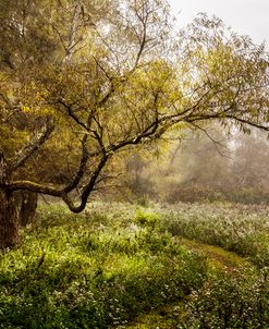 Wildflower Garden