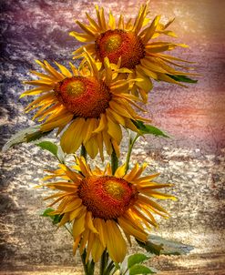 Sunflower Trio