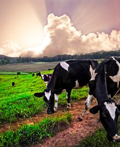 Dairy Cows at Sunset