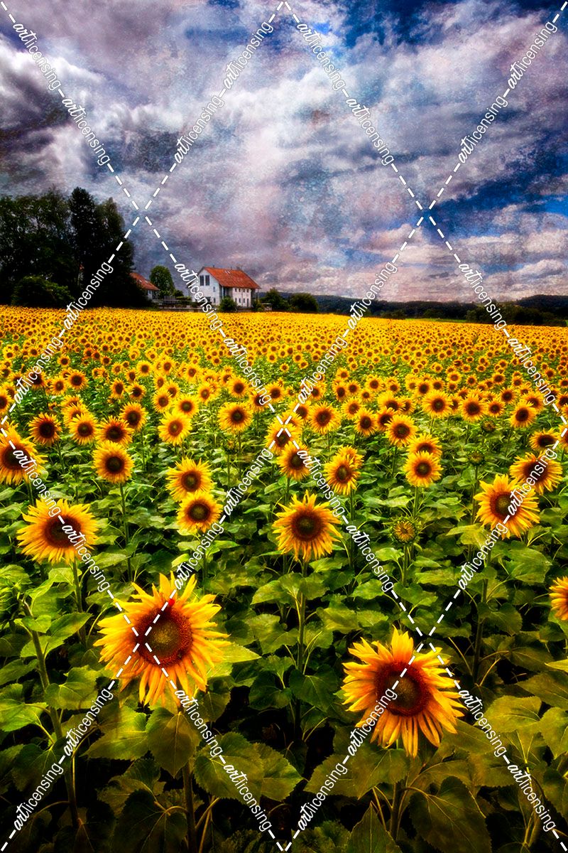 Dreaming of Sunflowers