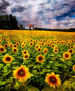 Dreaming of Sunflowers