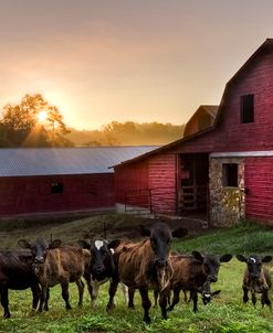 Babies on the Farm