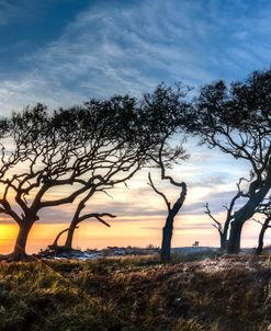 Beach Sentinels