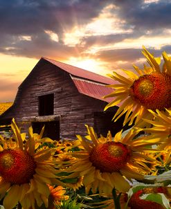 Sunflower Dance