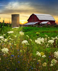 Sunset Lace Pastures