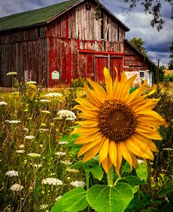 Barn Meadow Flowers