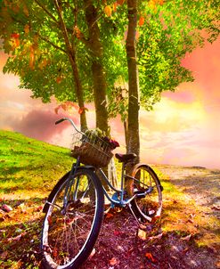 Bicycle Under the Tree