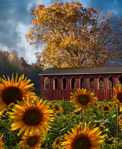 Summer in Sunflowers