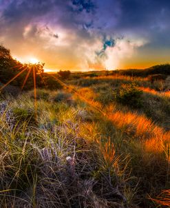 Beach Dunes