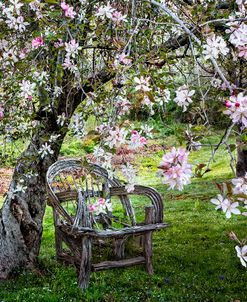 Apple Blossom Shower