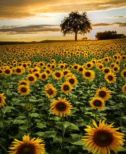 Big Sunflower Field