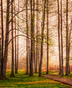 Forest Beauty