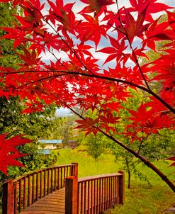 Japanese Maples