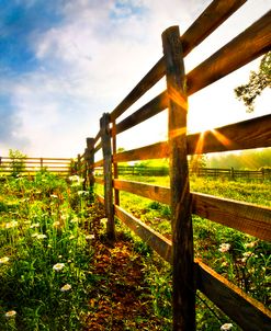 Vineyard Sunrise