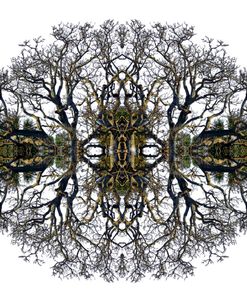 Bare Tree