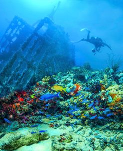 Diver At The Wreck