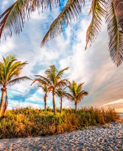 Palm Trees On The Beach