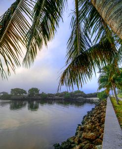 Palms Over The Waterway