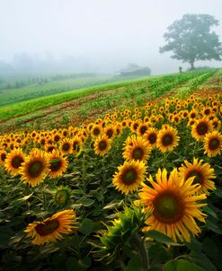 Sunflowers at the Farm