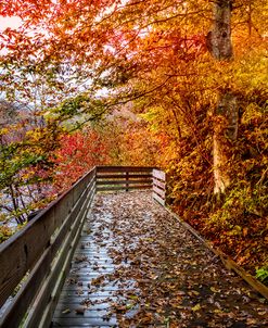 Walk into Autumn