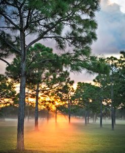 Fog in the Forest