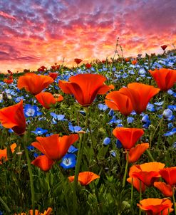 Sunset Wildflowers