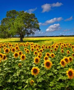 Tree in the Sunflower Field