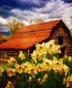 Barn in Daffodils