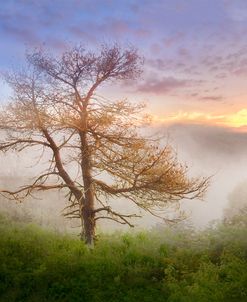 Misty Mountain Tree