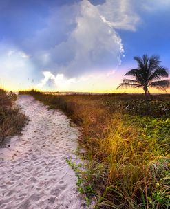 Wildflowers On The Dunes