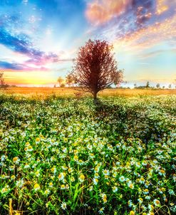 Wildflower Sunset