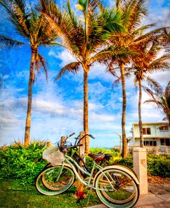 Bicycles Under the Palms