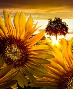 Sunflower Heaven