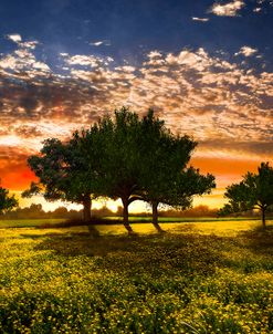 Shadows in the Meadow