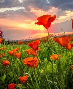 Sunrise Poppies