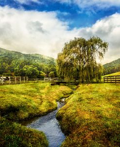 Willow in Early Autumn