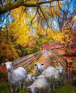 Autumn Sheep